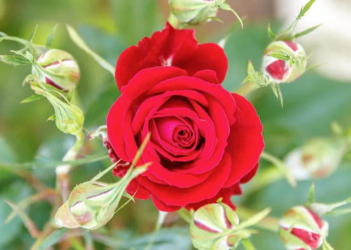 Creta Elena 2* Ханья (Крит)