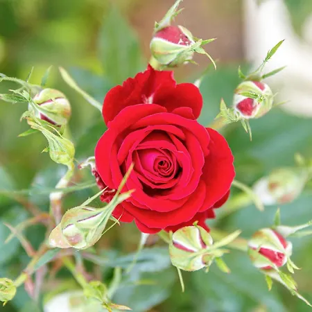 Creta Elena 2* Chania (Crete)